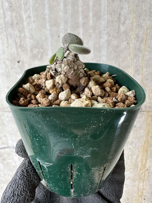 【現品限り】チレコドン・ノルティ【P28】 Tylecodon nolteei