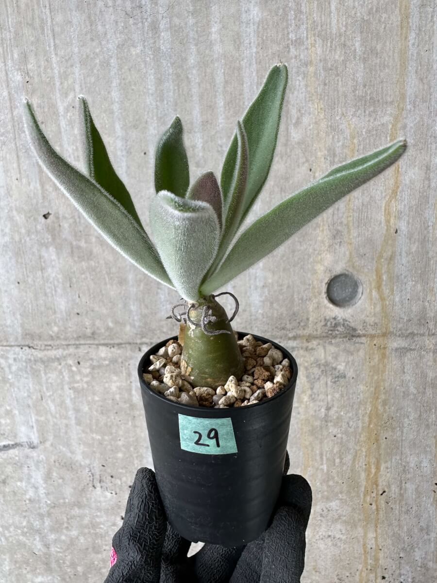 【現品限り】チレコドン・パニクラータス【P29】 Tylecodon paniculatus