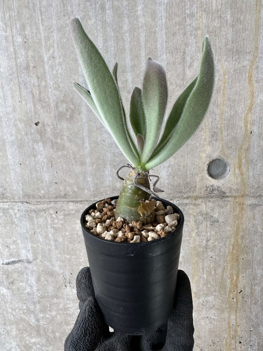 【現品限り】チレコドン・パニクラータス【P29】 Tylecodon paniculatus