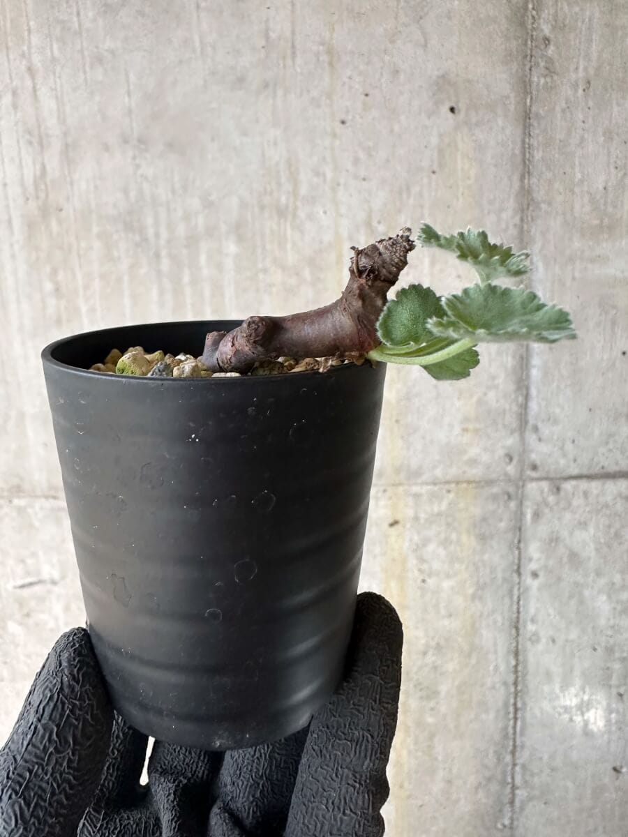 【現品限り】ペラルゴニム・ミラビレ 挿し木 発根済み【P2】 Pelargonium mirabile