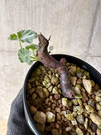 【現品限り】ペラルゴニム・ミラビレ 挿し木 発根済み【P2】 Pelargonium mirabile