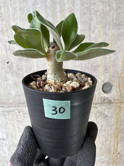 【現品限り】チレコドン・パニクラータス【P30】 Tylecodon paniculatus