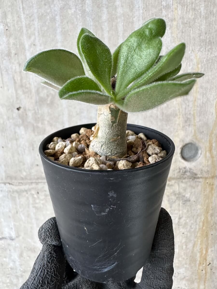 【現品限り】チレコドン・パニクラータス【P30】 Tylecodon paniculatus