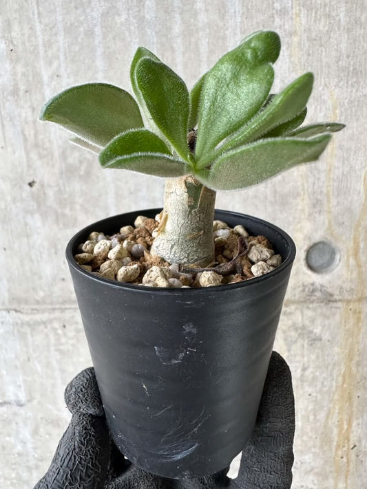 【現品限り】チレコドン・パニクラータス【P30】 Tylecodon paniculatus