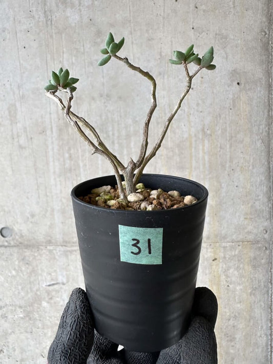 【現品限り】チレコドン・シミリス【P31】 Tylecodon similis