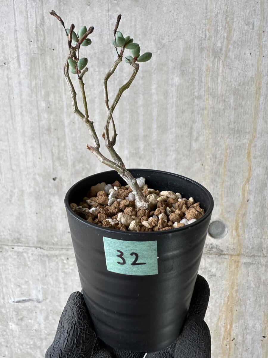【現品限り】チレコドン・シミリス【P32】 Tylecodon similis