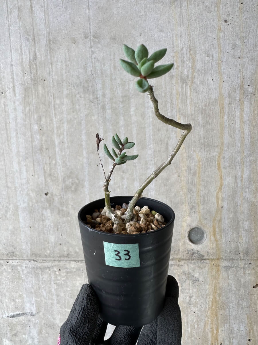 【現品限り】チレコドン・シミリス【P33】 Tylecodon similis