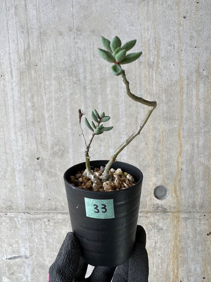【現品限り】チレコドン・シミリス【P33】 Tylecodon similis