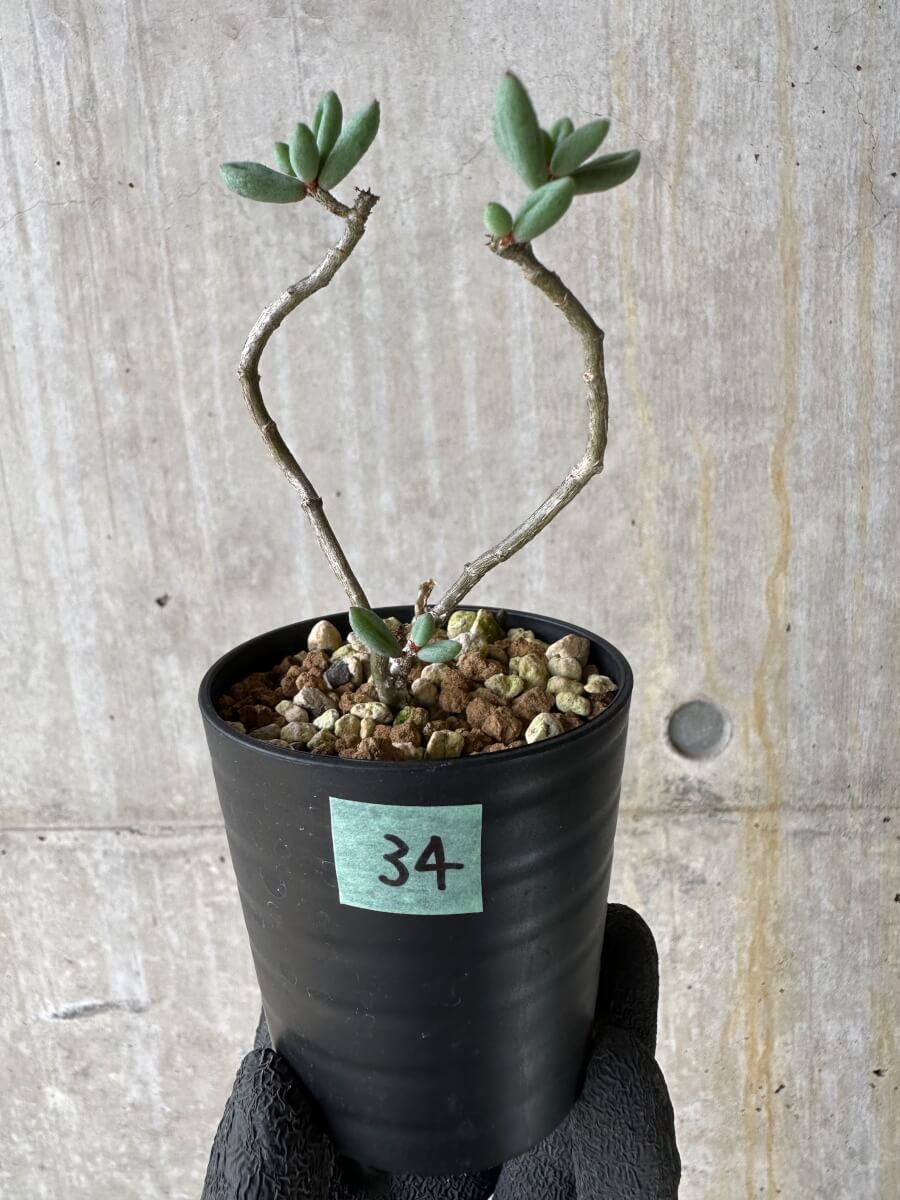 【現品限り】チレコドン・シミリス【P34】 Tylecodon similis
