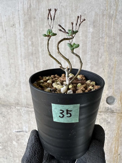 【現品限り】チレコドン・シミリス【P35】 Tylecodon similis