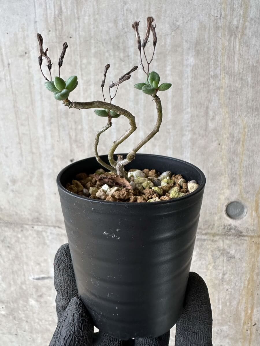 【現品限り】チレコドン・シミリス【P35】 Tylecodon similis