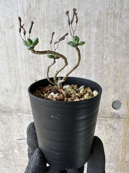 【現品限り】チレコドン・シミリス【P35】 Tylecodon similis