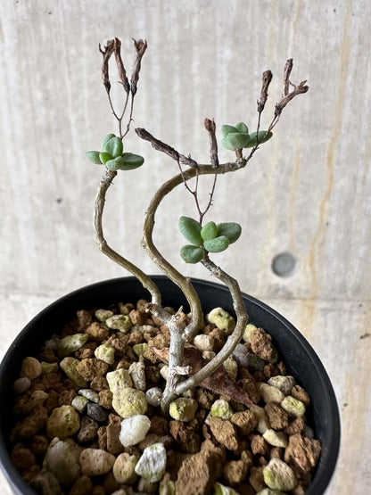 【現品限り】チレコドン・シミリス【P35】 Tylecodon similis