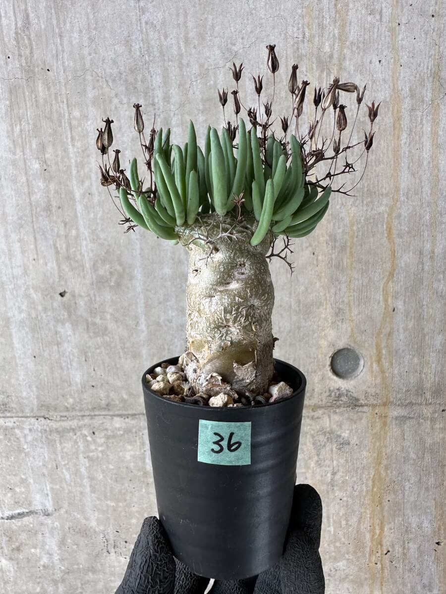 【現品限り】チレコドン・レティキュラータス 万物想【P36】 Tylecodon reticulatus