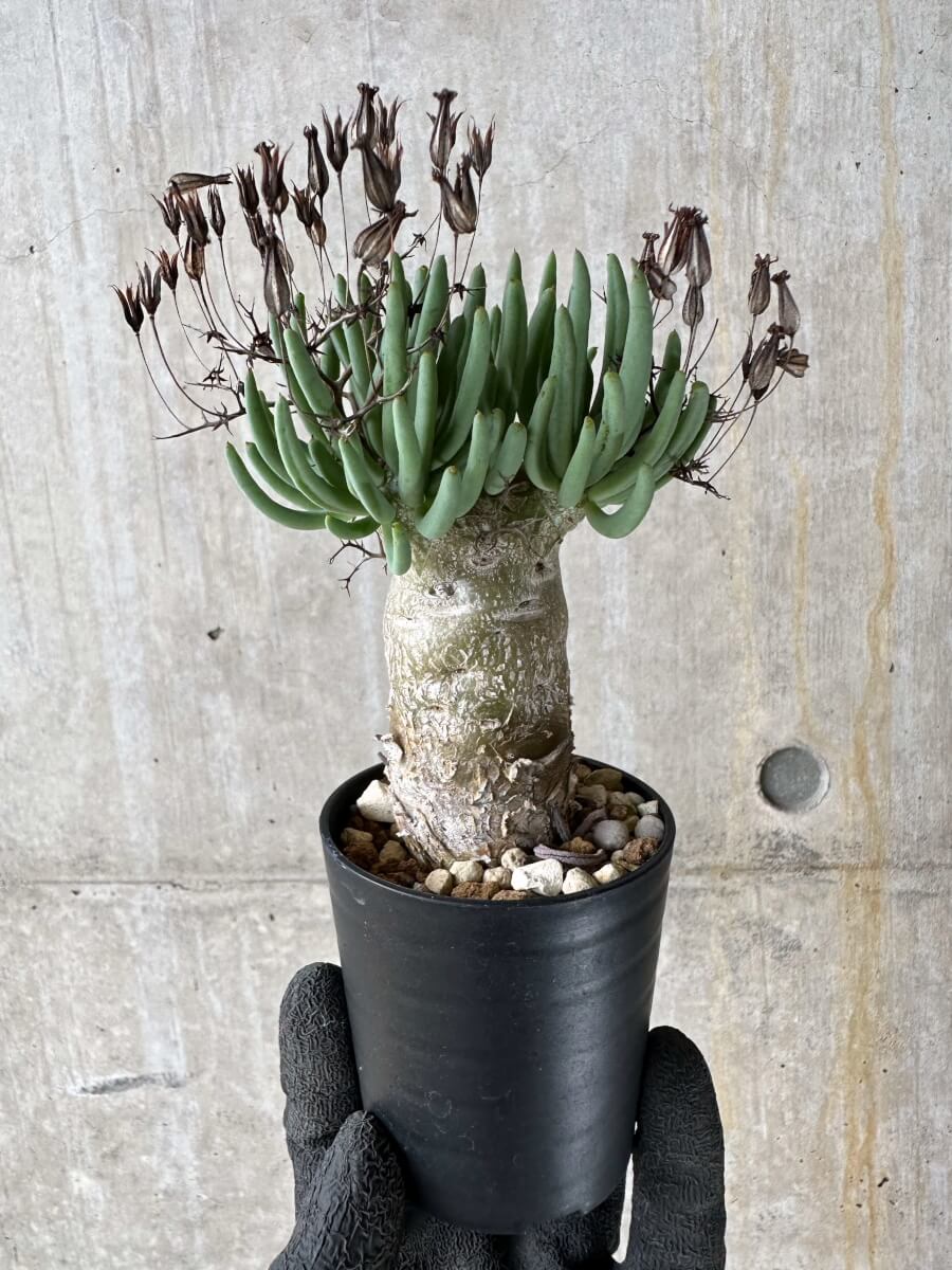 【現品限り】チレコドン・レティキュラータス 万物想【P36】 Tylecodon reticulatus