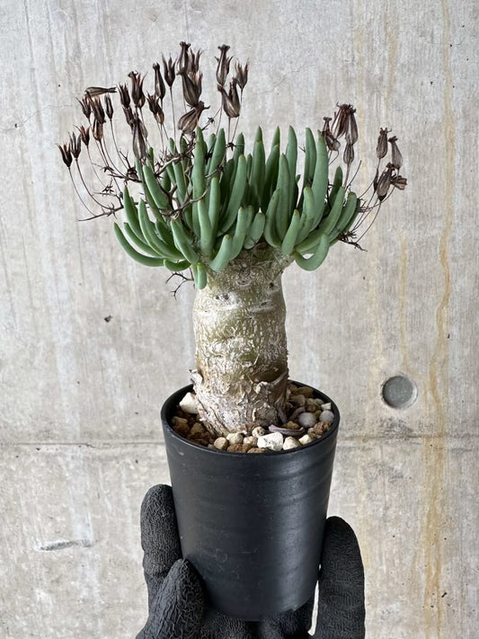 【現品限り】チレコドン・レティキュラータス 万物想【P36】 Tylecodon reticulatus