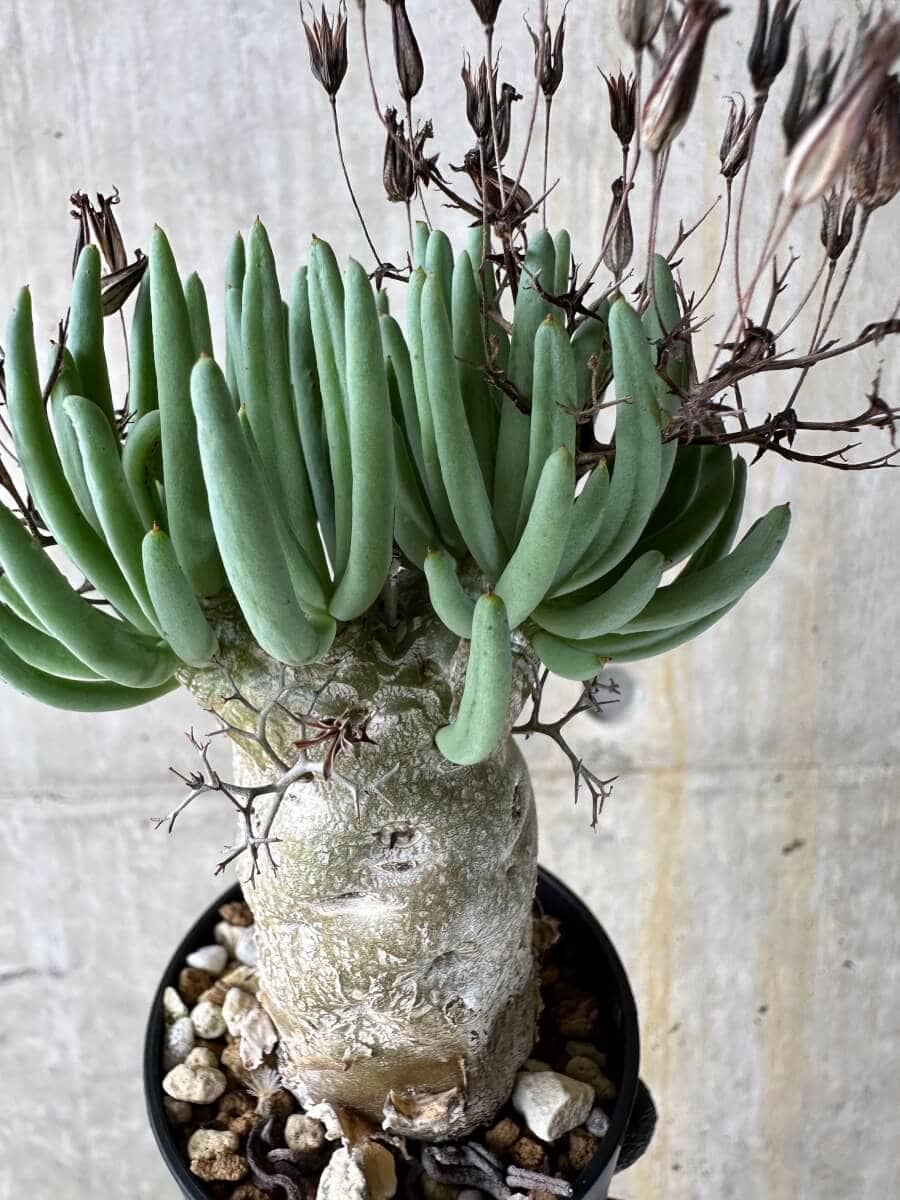 【現品限り】チレコドン・レティキュラータス 万物想【P36】 Tylecodon reticulatus