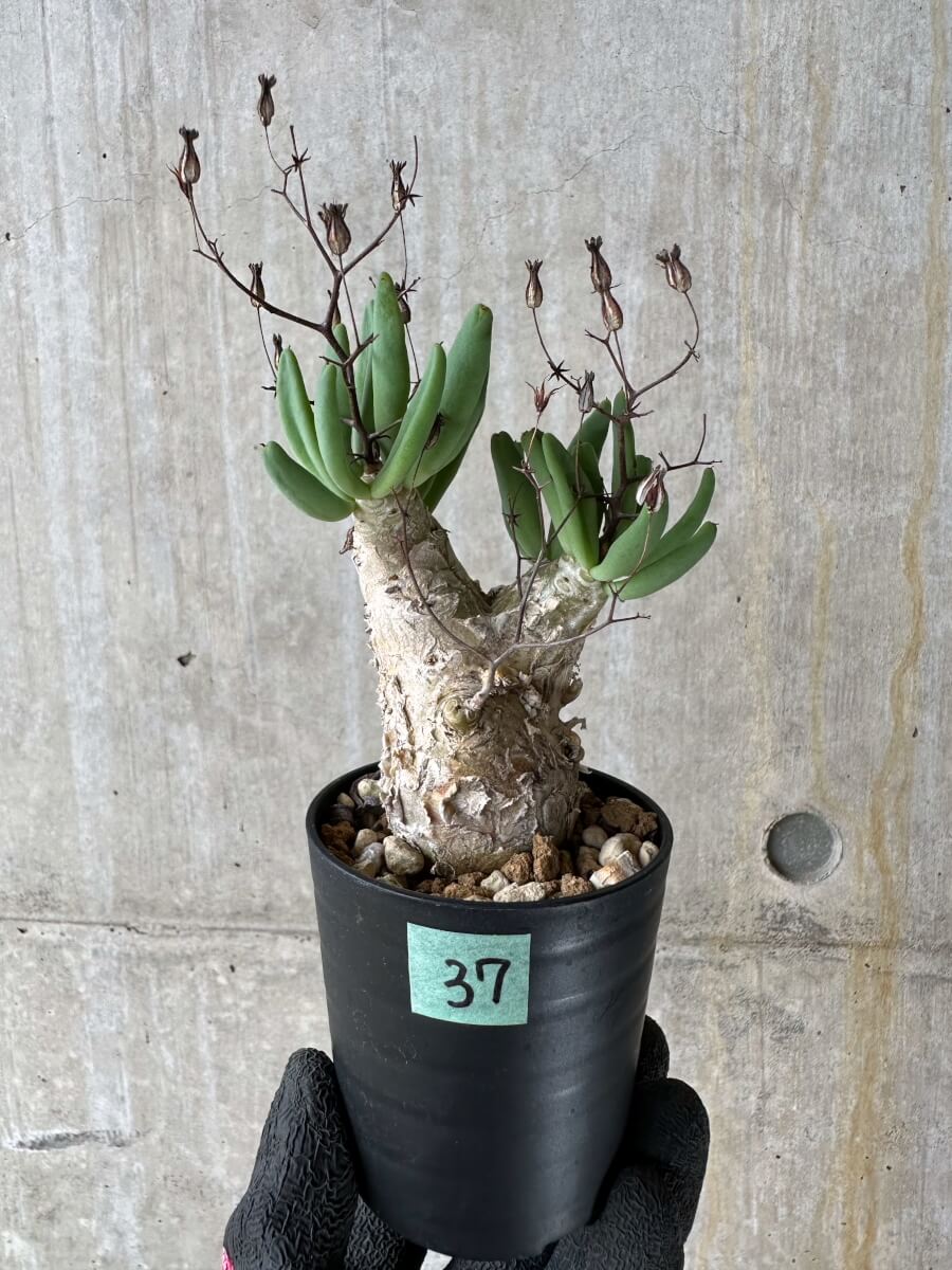 【現品限り】チレコドン・レティキュラータス 万物想【P37】 Tylecodon reticulatus