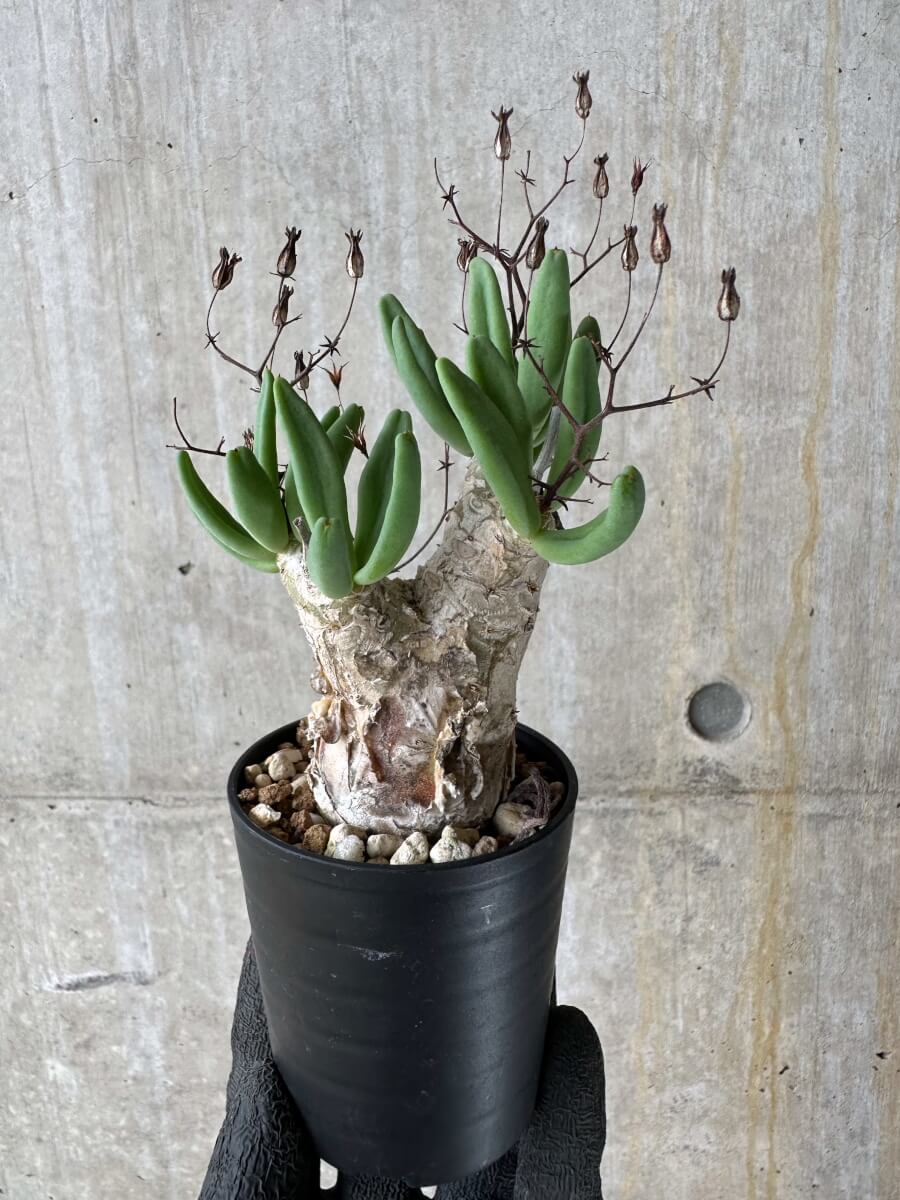 【現品限り】チレコドン・レティキュラータス 万物想【P37】 Tylecodon reticulatus