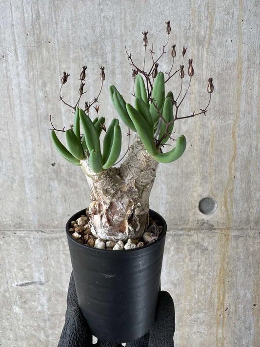 【現品限り】チレコドン・レティキュラータス 万物想【P37】 Tylecodon reticulatus