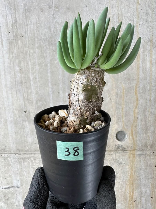 【現品限り】チレコドン・レティキュラータス 万物想【P38】 Tylecodon reticulatus