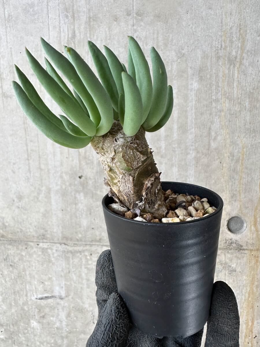 【現品限り】チレコドン・レティキュラータス 万物想【P38】 Tylecodon reticulatus