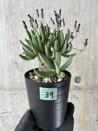 【現品限り】チレコドン・レティキュラータス 万物想【P39】 Tylecodon reticulatus