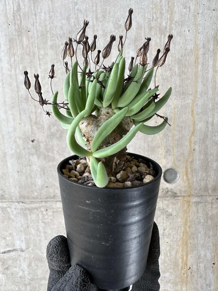 【現品限り】チレコドン・レティキュラータス 万物想【P39】 Tylecodon reticulatus