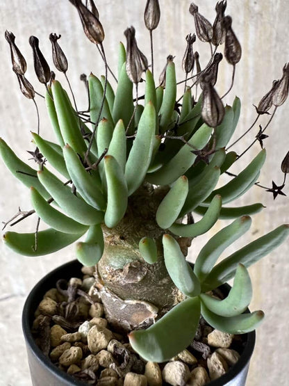 【現品限り】チレコドン・レティキュラータス 万物想【P39】 Tylecodon reticulatus