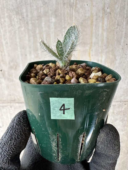 【現品限り】ゲチリス・セトーサ【P4】 Gethyllis setosa