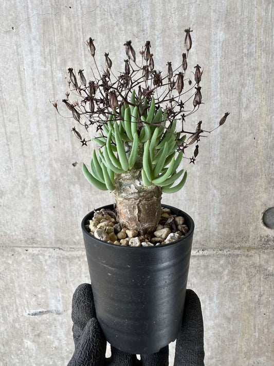 【現品限り】チレコドン・レティキュラータス 万物想【P40】 Tylecodon reticulatus