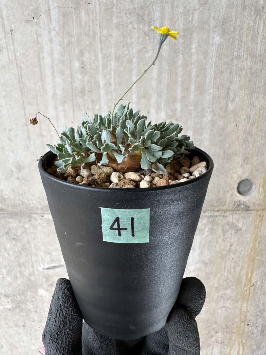 【現品限り】オトンナ・カカリオイデス【P41】 Othonna cacalioides