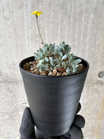 【現品限り】オトンナ・カカリオイデス【P41】 Othonna cacalioides