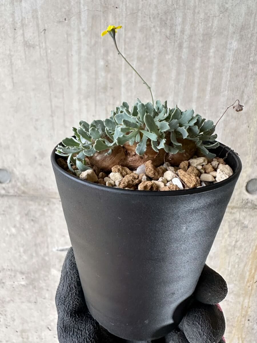 【現品限り】オトンナ・カカリオイデス【P41】 Othonna cacalioides