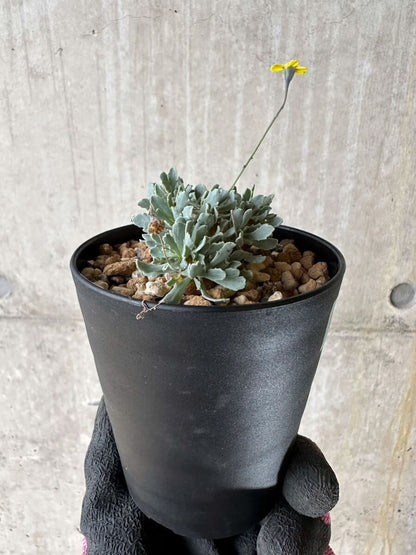 【現品限り】オトンナ・カカリオイデス【P41】 Othonna cacalioides