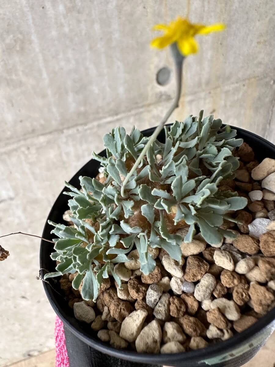 【現品限り】オトンナ・カカリオイデス【P41】 Othonna cacalioides