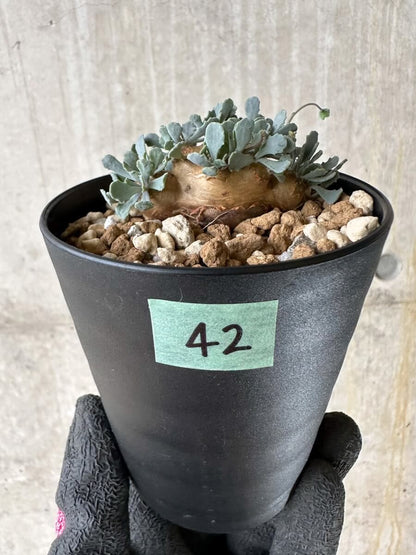 【現品限り】オトンナ・カカリオイデス【P42】 Othonna cacalioides