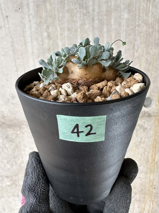 【現品限り】オトンナ・カカリオイデス【P42】 Othonna cacalioides