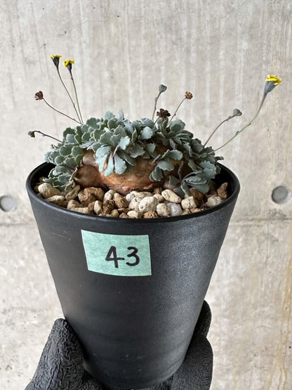 【現品限り】オトンナ・カカリオイデス【P43】 Othonna cacalioides