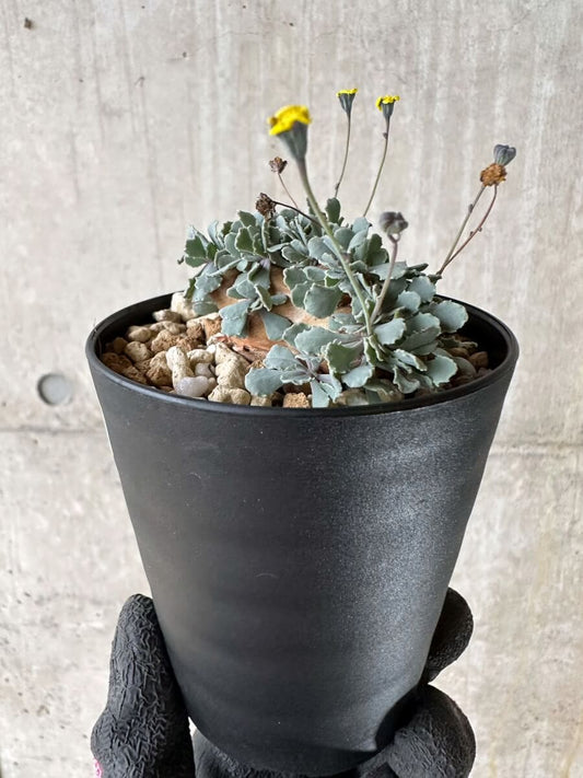 【現品限り】オトンナ・カカリオイデス【P43】 Othonna cacalioides