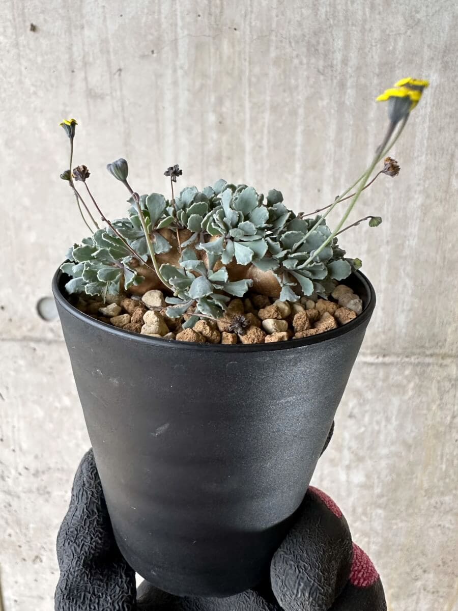 【現品限り】オトンナ・カカリオイデス【P43】 Othonna cacalioides