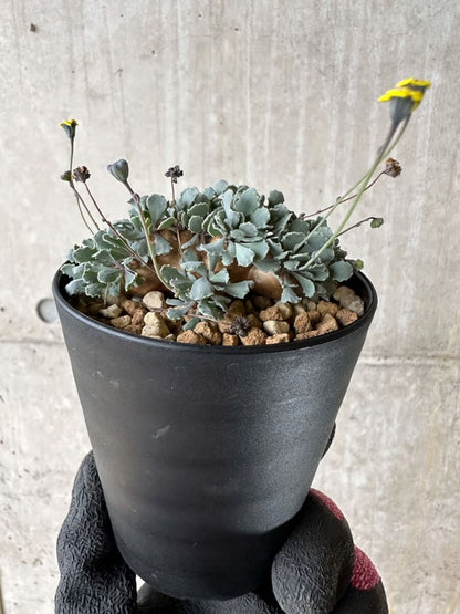 【現品限り】オトンナ・カカリオイデス【P43】 Othonna cacalioides