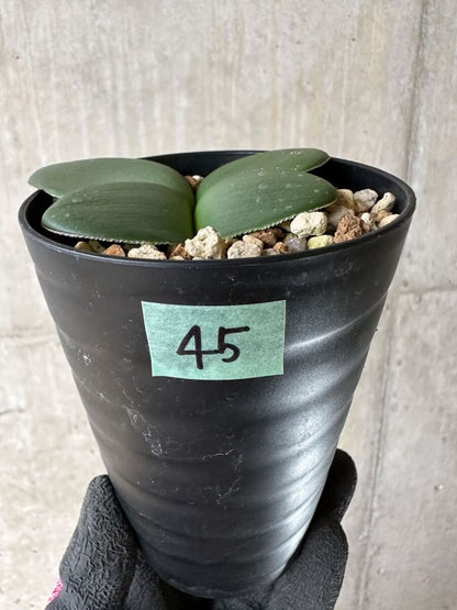 【現品限り】ブルンスビギア・ボスマニアエ【P45】 Brunsvigia bosmaniae