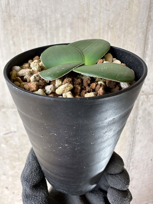 【現品限り】ブルンスビギア・ボスマニアエ【P45】 Brunsvigia bosmaniae