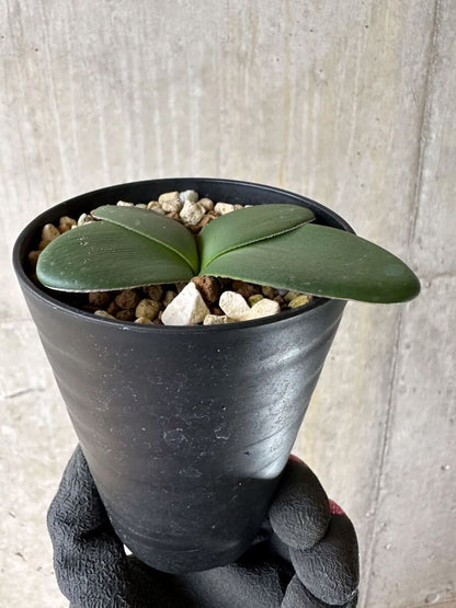 【現品限り】ブルンスビギア・ボスマニアエ【P45】 Brunsvigia bosmaniae