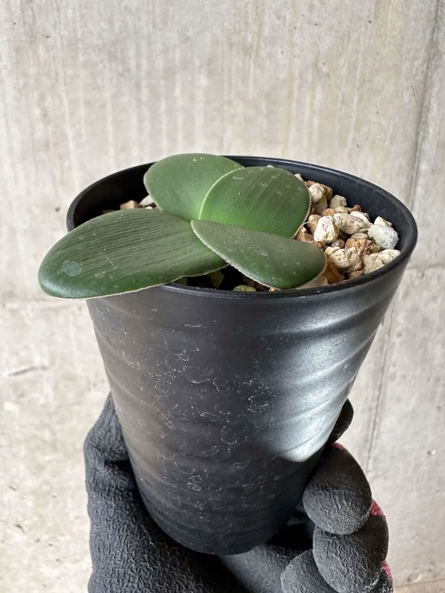 【現品限り】ブルンスビギア・ボスマニアエ【P45】 Brunsvigia bosmaniae