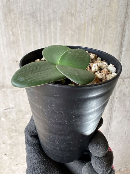 【現品限り】ブルンスビギア・ボスマニアエ【P45】 Brunsvigia bosmaniae