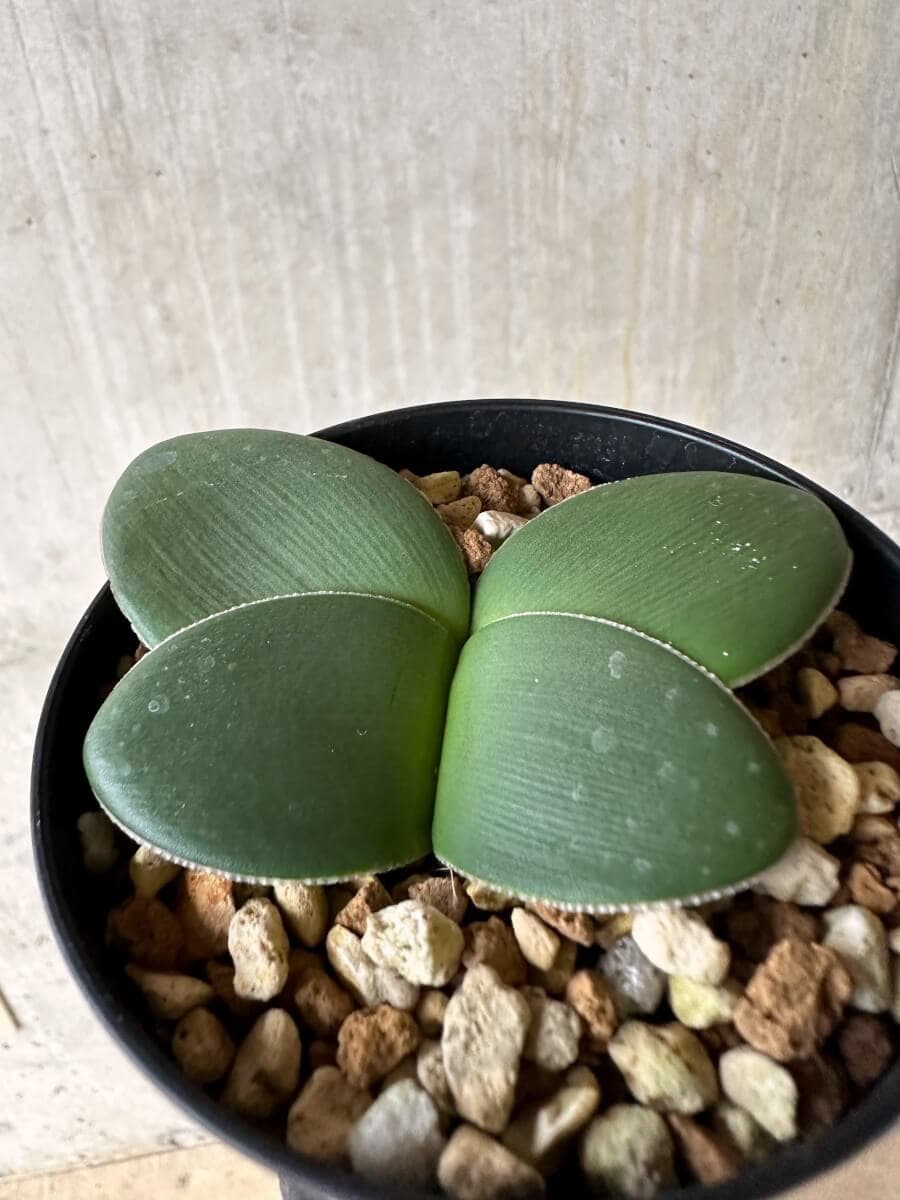 【現品限り】ブルンスビギア・ボスマニアエ【P45】 Brunsvigia bosmaniae