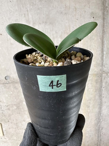 【現品限り】ブルンスビギア・ボスマニアエ【P46】 Brunsvigia bosmaniae