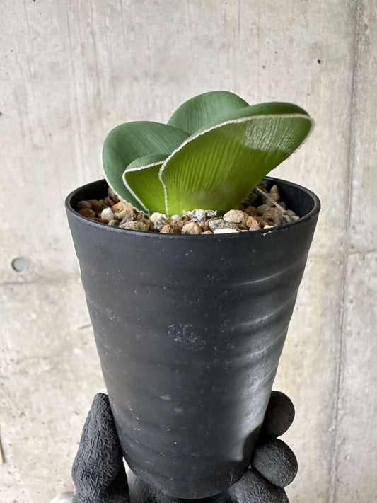 【現品限り】ブルンスビギア・ボスマニアエ【P46】 Brunsvigia bosmaniae